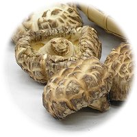 肉厚で足の太くて短い「どんこ」椎茸