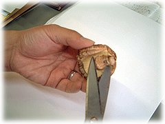 軸(足)を切り、軽く水洗いする。